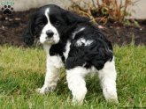 English Cocker Spaniels puppies for sale