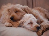 English Cocker Spaniels Rescue