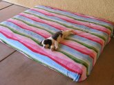 English Springer Spaniel images