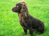 English working Cocker Spaniel puppies for sale