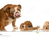 Images of American Cocker Spaniel
