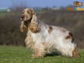 Kennel Club puppies Cocker Spaniel for sale