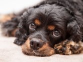 King Charles Cavalier Cocker Spaniel Mix
