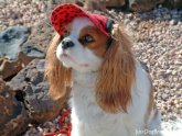 King Charles Cavalier Spaniels