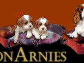 King Charles Cocker Spaniel puppies for sale