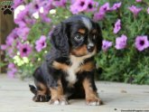 King Charles Cocker Spaniel puppy
