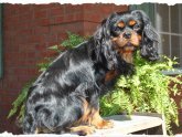 King Charles Spaniel Atlanta