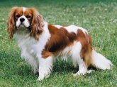 King Charles Spaniel cross Poodle for sale
