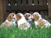 King Charles Spaniel Facts