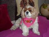 King Charles Spaniel for sale UK
