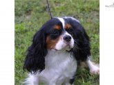 King Charles Spaniel Michigan