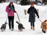 King Charles Spaniel Mixes