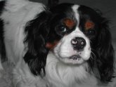 King Charles Spaniel Names