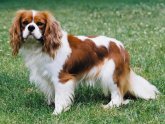 King Charles Spaniel Pictures