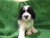 King Charles Spaniel Poodle mix