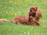King Charles Spaniel Ruby