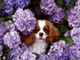 King Charles Spaniel Temperament