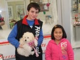 Petfinder Cavalier King Charles Spaniel