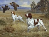 Pictures of Brittany Spaniels