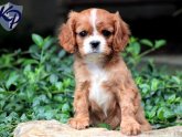 Toy King Charles Spaniel for sale
