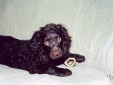 Water Spaniels
