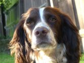 Working Cocker Spaniel images