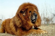 Tibetan Mastiff