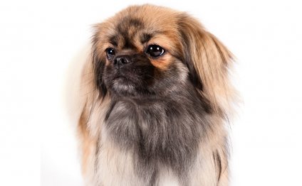 Tibetan Spaniel breeders