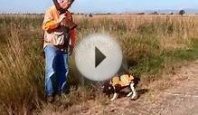 15-wk old Springer Spaniel Puppy Pheasant Hunting No