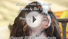 A King Charles Spaniel called Maynorth Irresistible ( Delta )