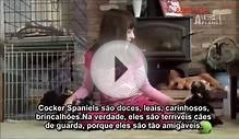 ABC Canino - Cocker Spaniel - legendado português.
