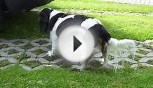 Anny - Cavalier King Charles Spaniel - Black & White in