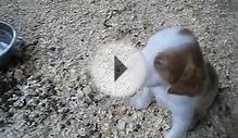Brittany Spaniel Puppies For Sale