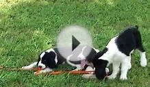 Brownwell Springers- English Springer Spaniel puppies