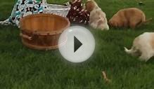 Cavalier King Charles Mix For Sale