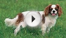 Cavalier King Charles Spaniel: Anhängliches Königs