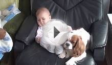 Cavalier King Charles Spaniel & Baby