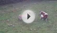 Chihuahua chases King Charles Spaniel