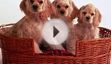 Cocker Spaniels