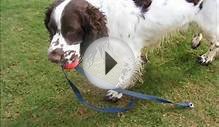 dogs english springer spaniels