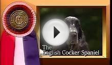 English Cocker Spaniel - AKC Dog Breed Series
