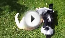 English Cocker Spaniel puppies playing with cat
