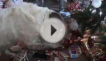 English Springer Spaniel Christmas Presents 2014
