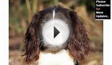 English Springer Spaniel Dog Breed | Dog type English