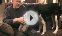 (English Springer Spaniel) Opens Christmas Package From