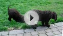 Irish Water Spaniels puppies playing