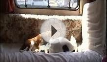 Jack Russell & Cavalier King Charles Spaniel pups at play
