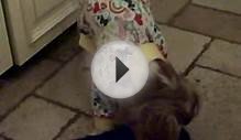 King Charles Spaniel mix in her new pajamas