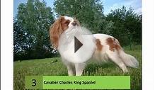lifespan of cavalier king charles spaniels
