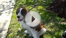Meet Sinbad a Spaniel, English Springer currently